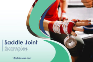 Saddle Joint Examples